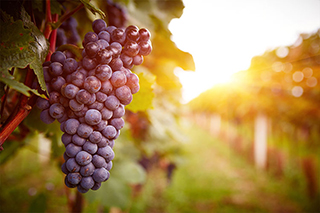 Wine Bible Small 02
